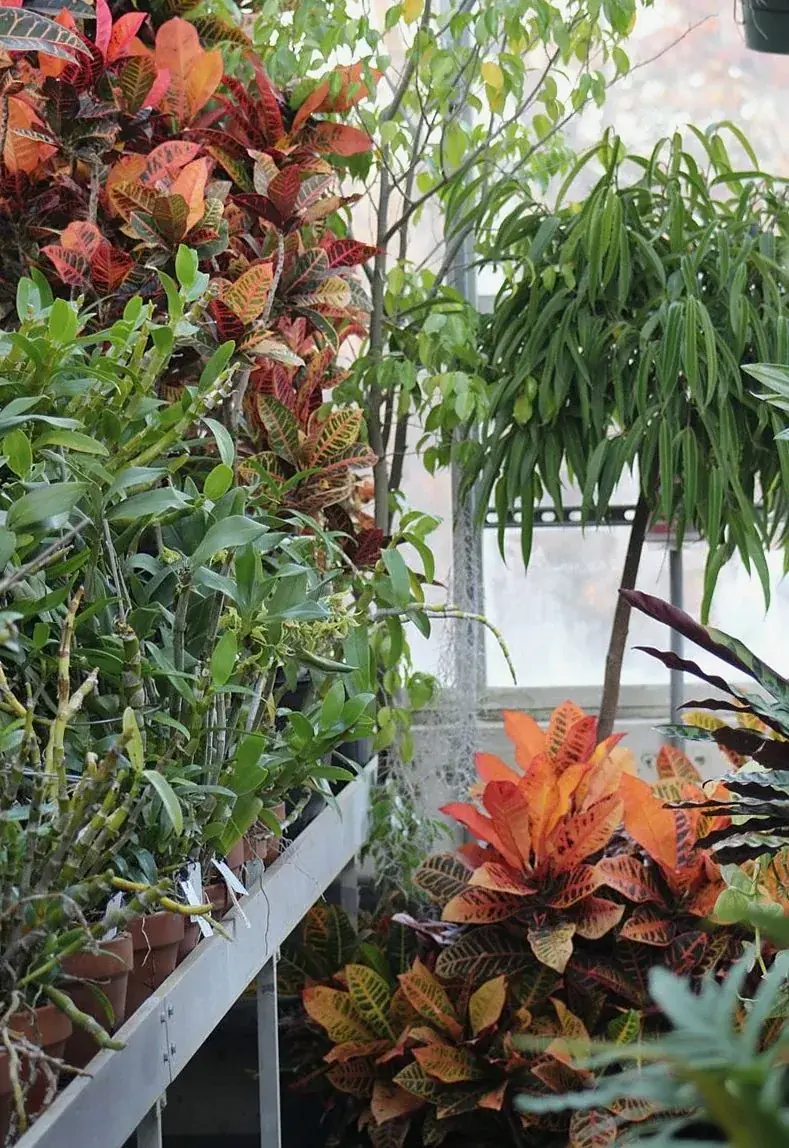 熱帯植物温室(第1温室)